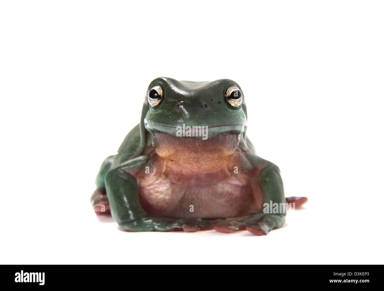 Ranocchio verde Litoria caerulea Foto Stock