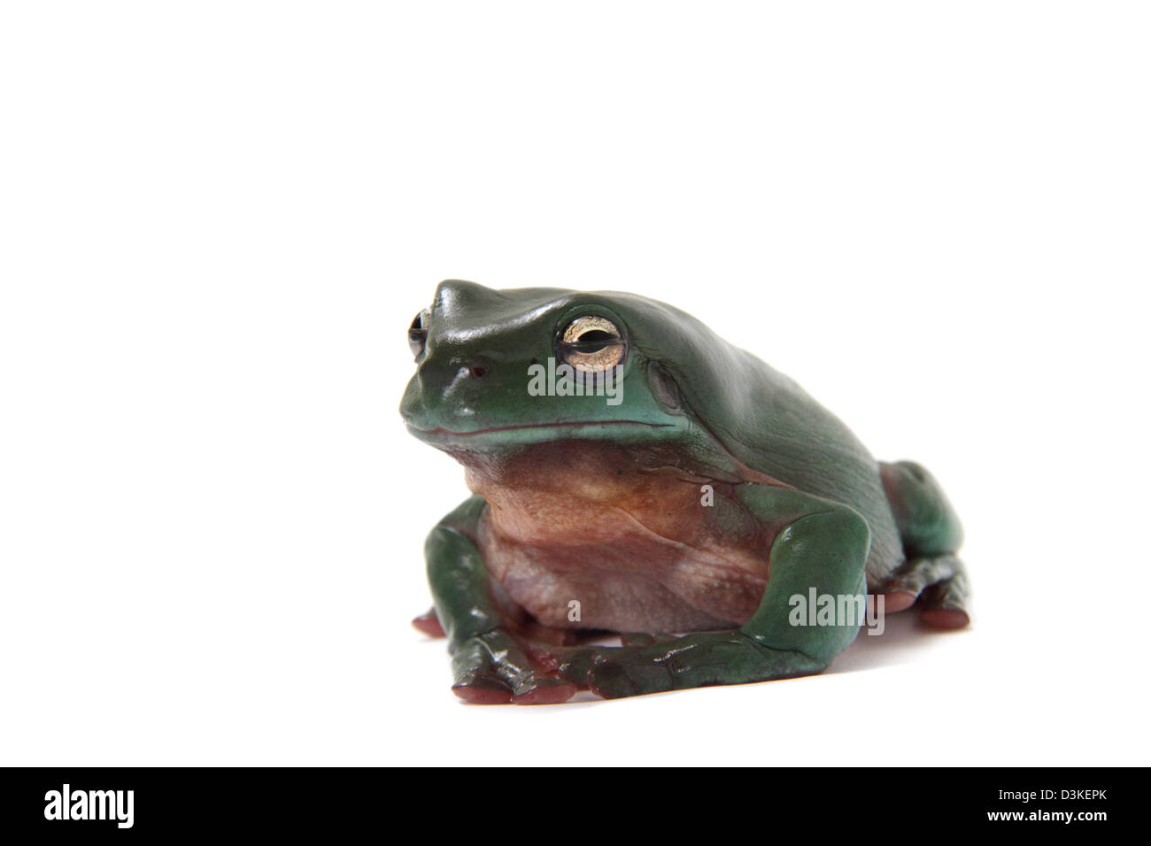 Ranocchio verde Litoria caerulea Foto Stock