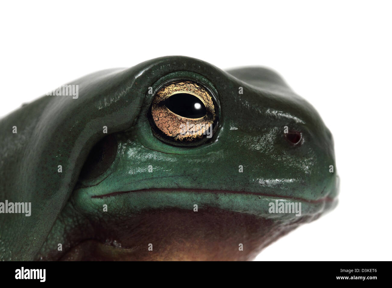 Ranocchio verde Litoria caerulea Foto Stock