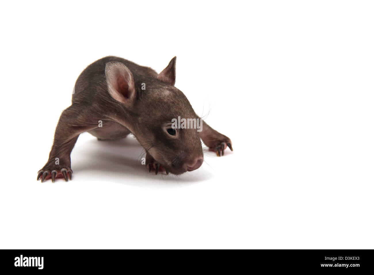 Wombat comune neonato fotografato in un studio Foto Stock