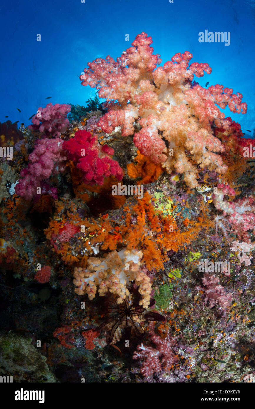 Soft Coral in Raja Ampat, Indonesia. Foto Stock