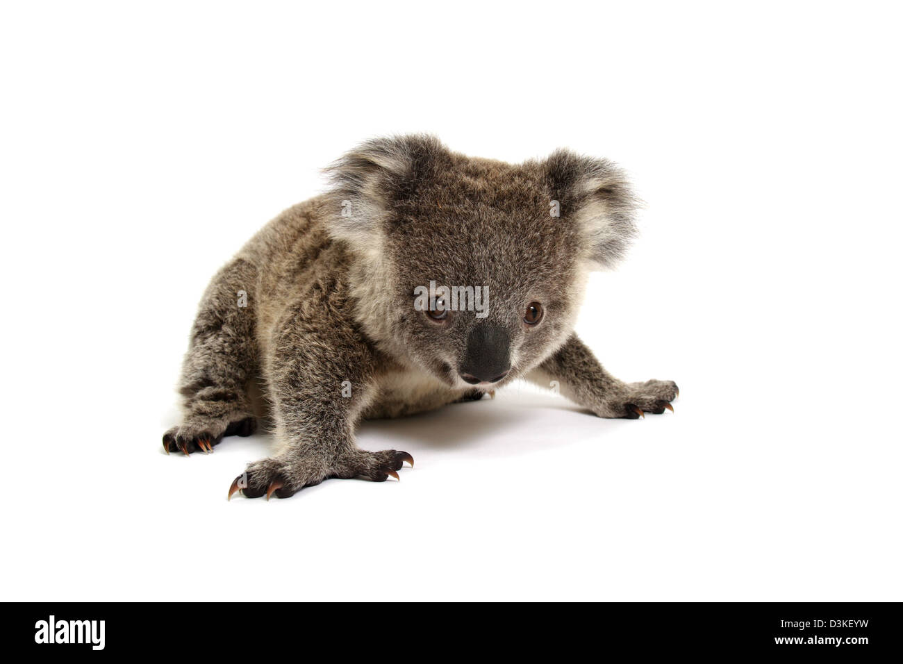 Il Koala in studio Foto Stock