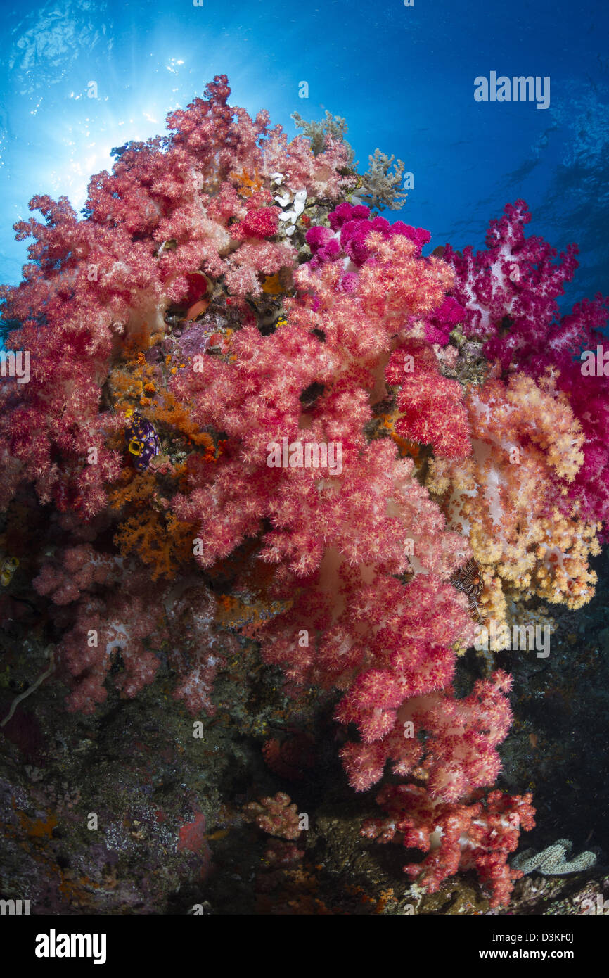 Soft Coral in Raja Ampat, Indonesia. Foto Stock