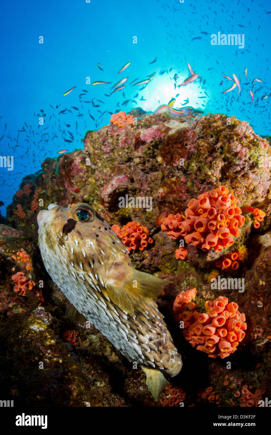 Pufferfish e reef, La Paz Messico. Foto Stock