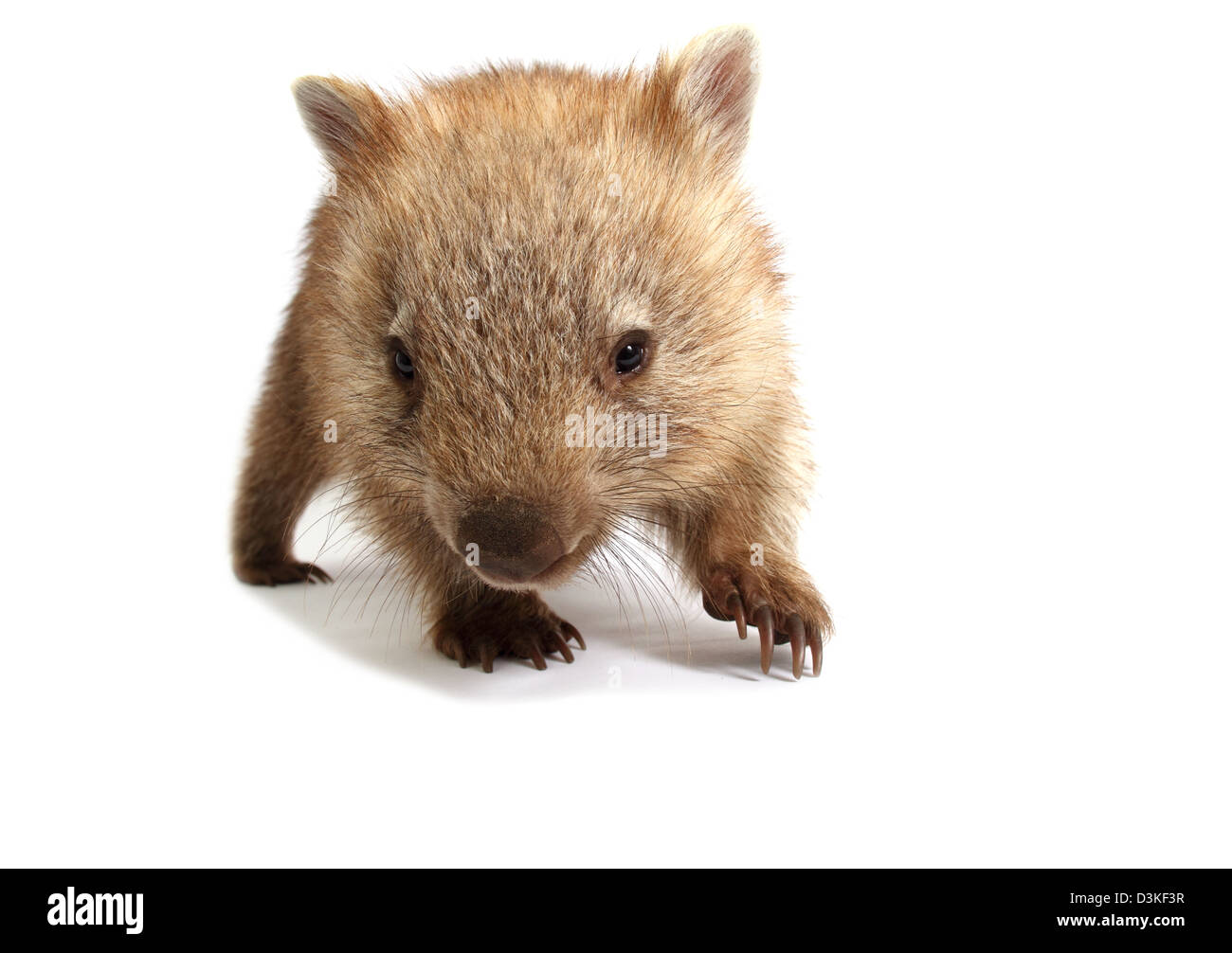 Wombat comune fotografata in uno studio Foto Stock