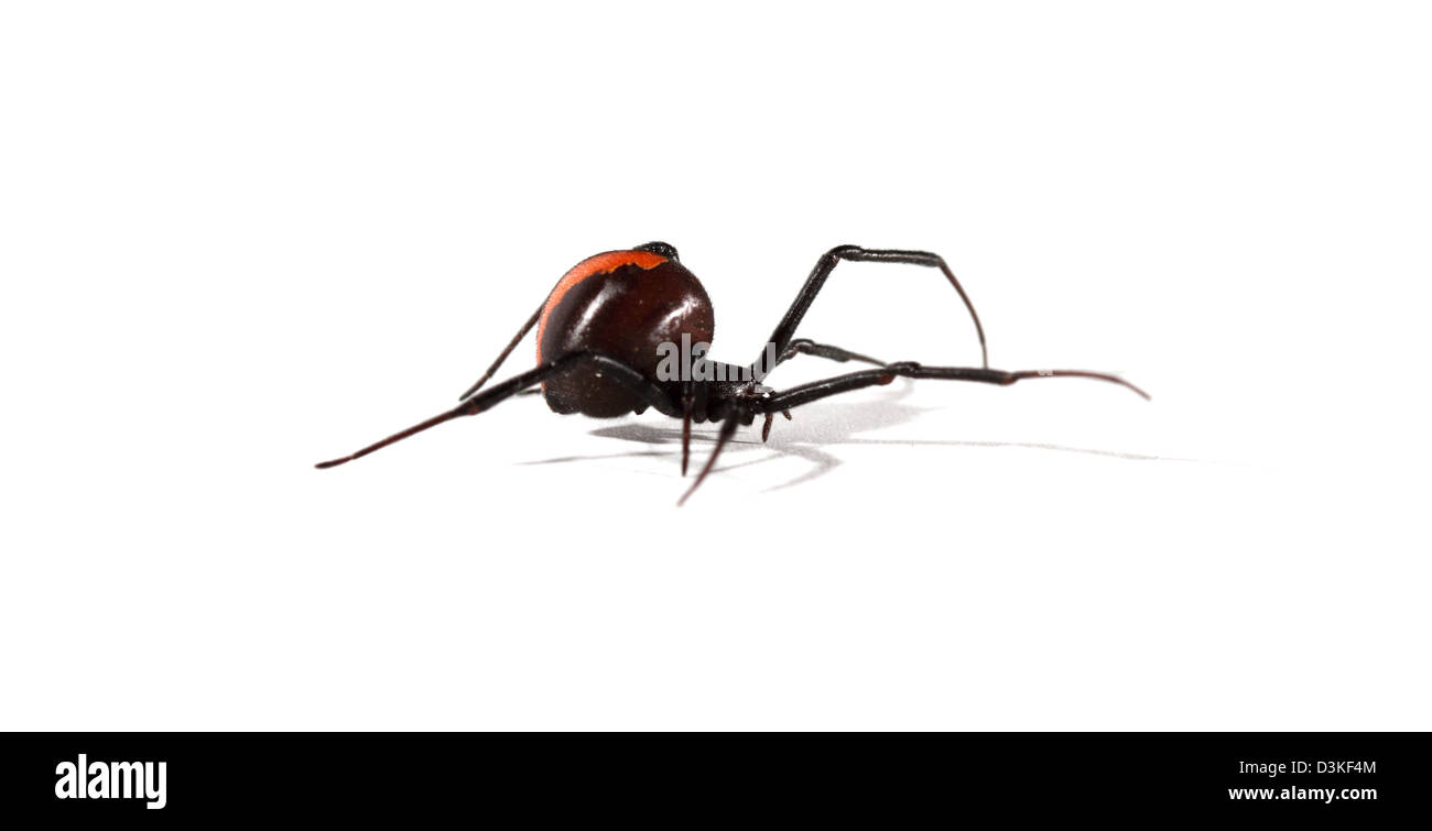 Femmina ragno Redback latrodectus hasselti in studio Foto Stock