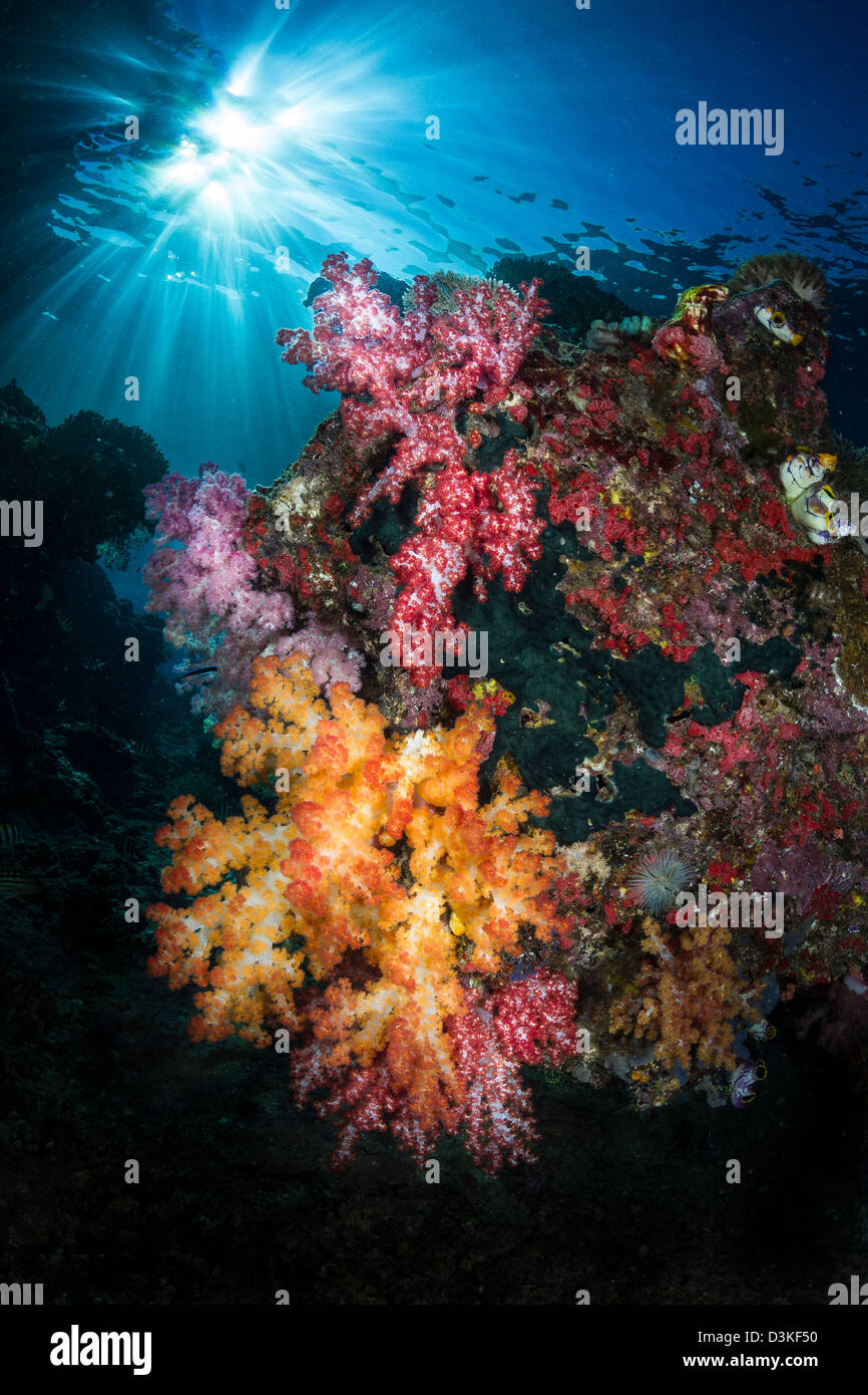 Corallo morbido e sunburst in Raja Ampat, Indonesia. Foto Stock
