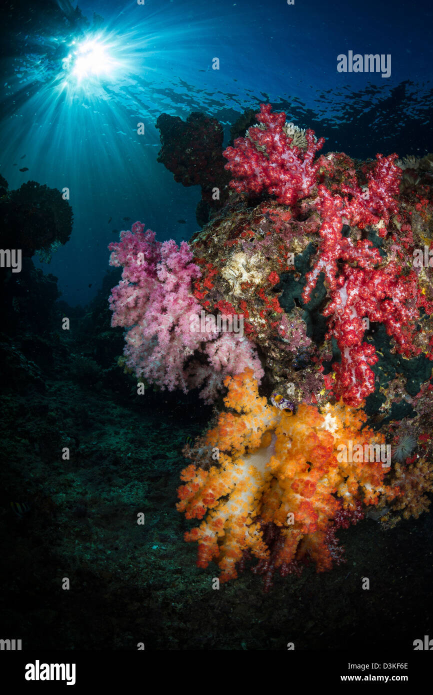 Corallo morbido e sunburst in Raja Ampat, Indonesia. Foto Stock