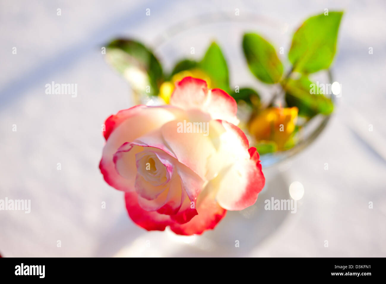 Jubile Du Prince De Monaco rose Foto Stock