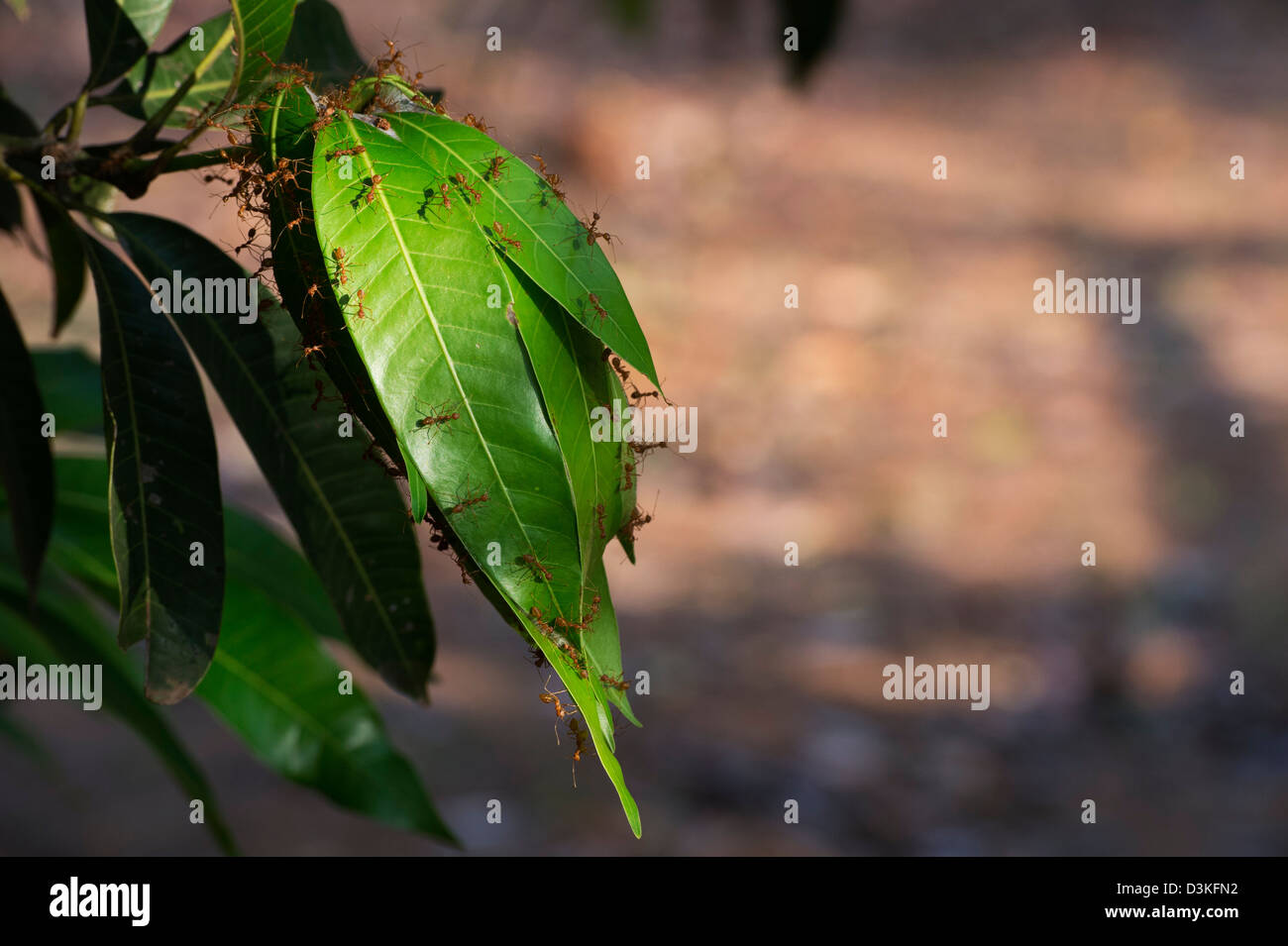 Oecophylla smaragdina. Weaver ant nido su un albero di mango. Andhra Pradesh, India Foto Stock