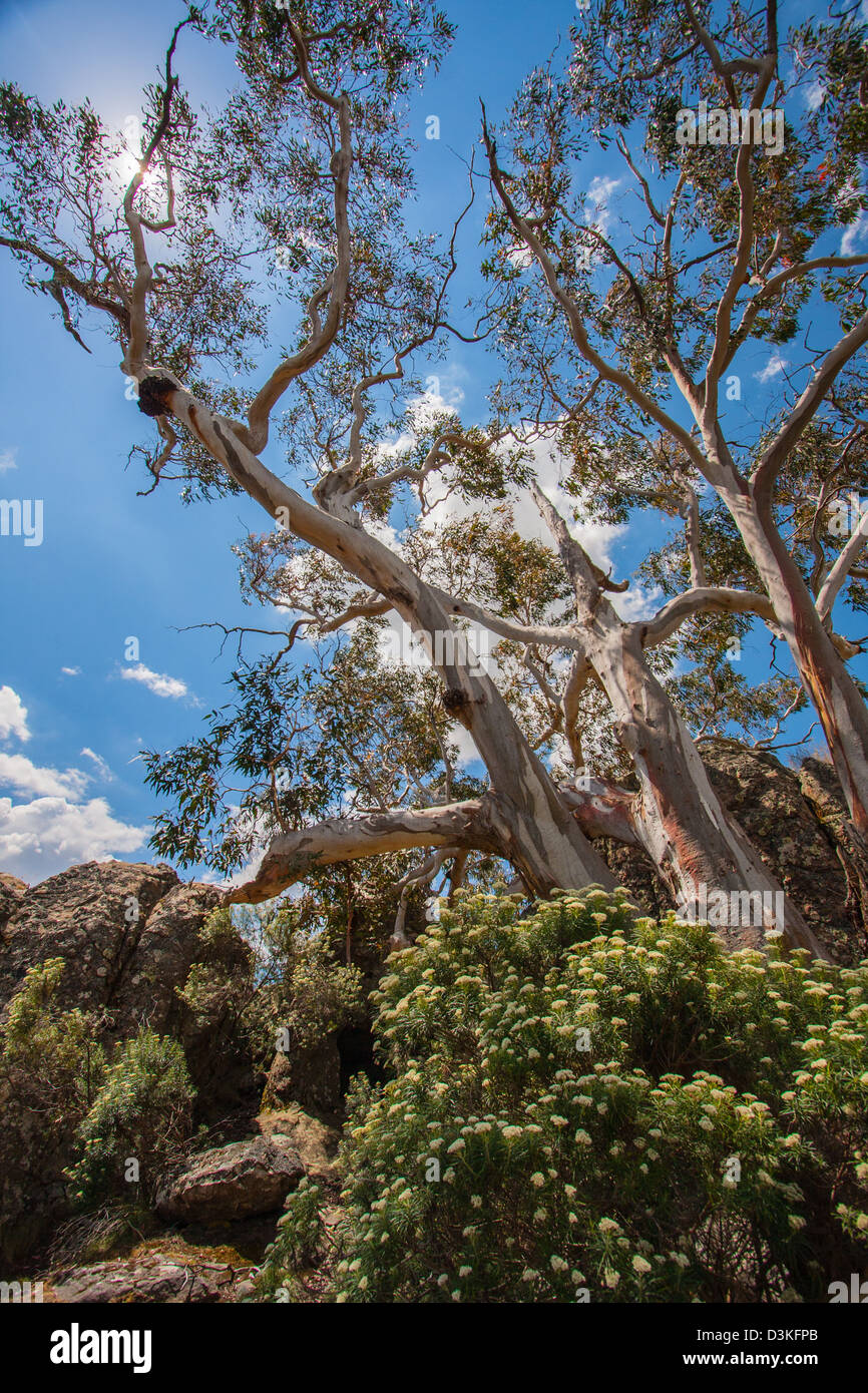 La foto è stata scattata in Melbourne Australia Foto Stock