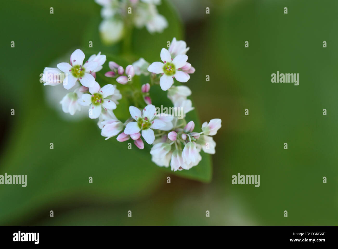 Fiori di grano saraceno Foto Stock