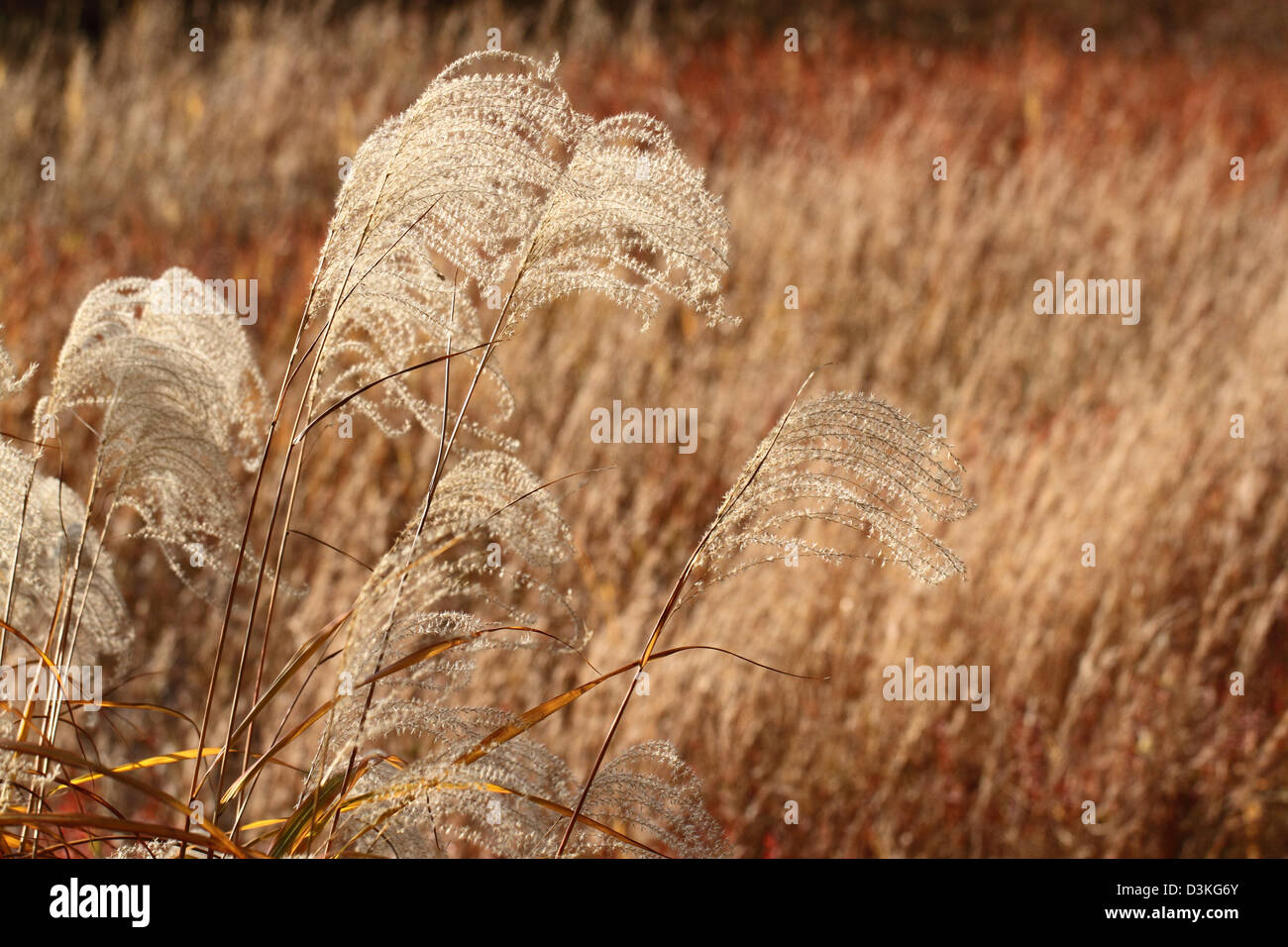 Giapponese di erba di argento Foto Stock