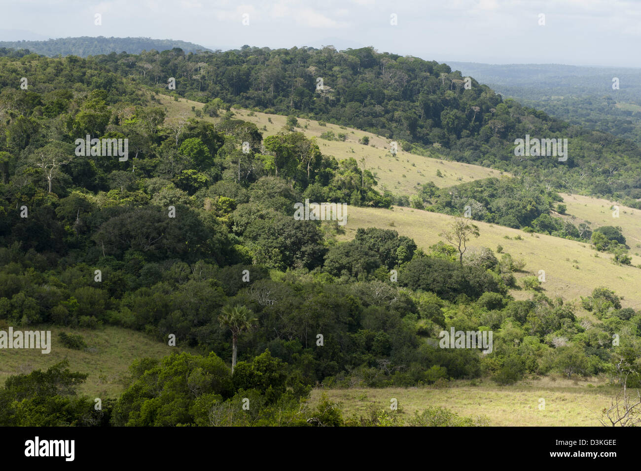 Pengo Hill, Shimba Hills riserva nazionale, Kenya Foto Stock