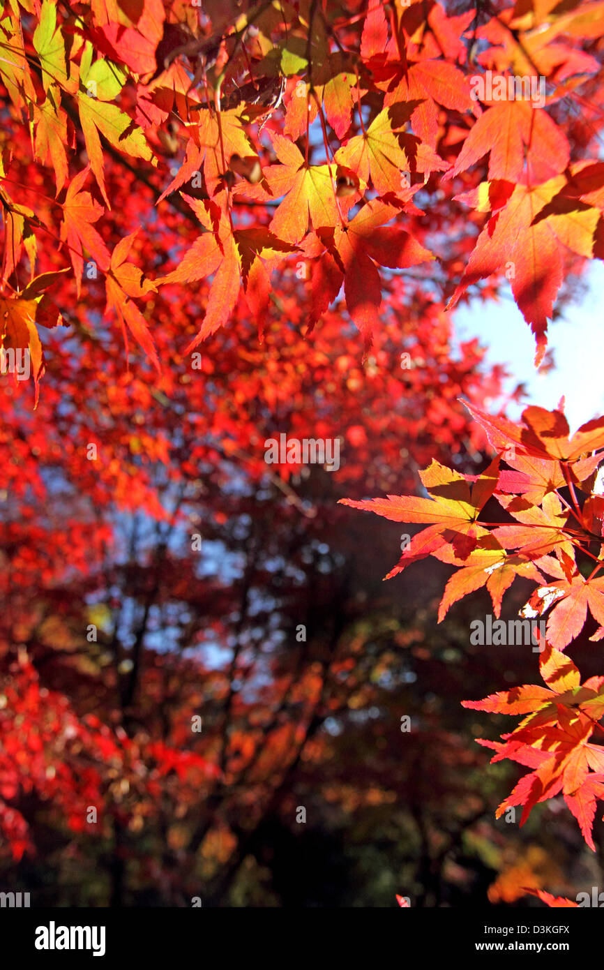 Aceri rossi Foto Stock