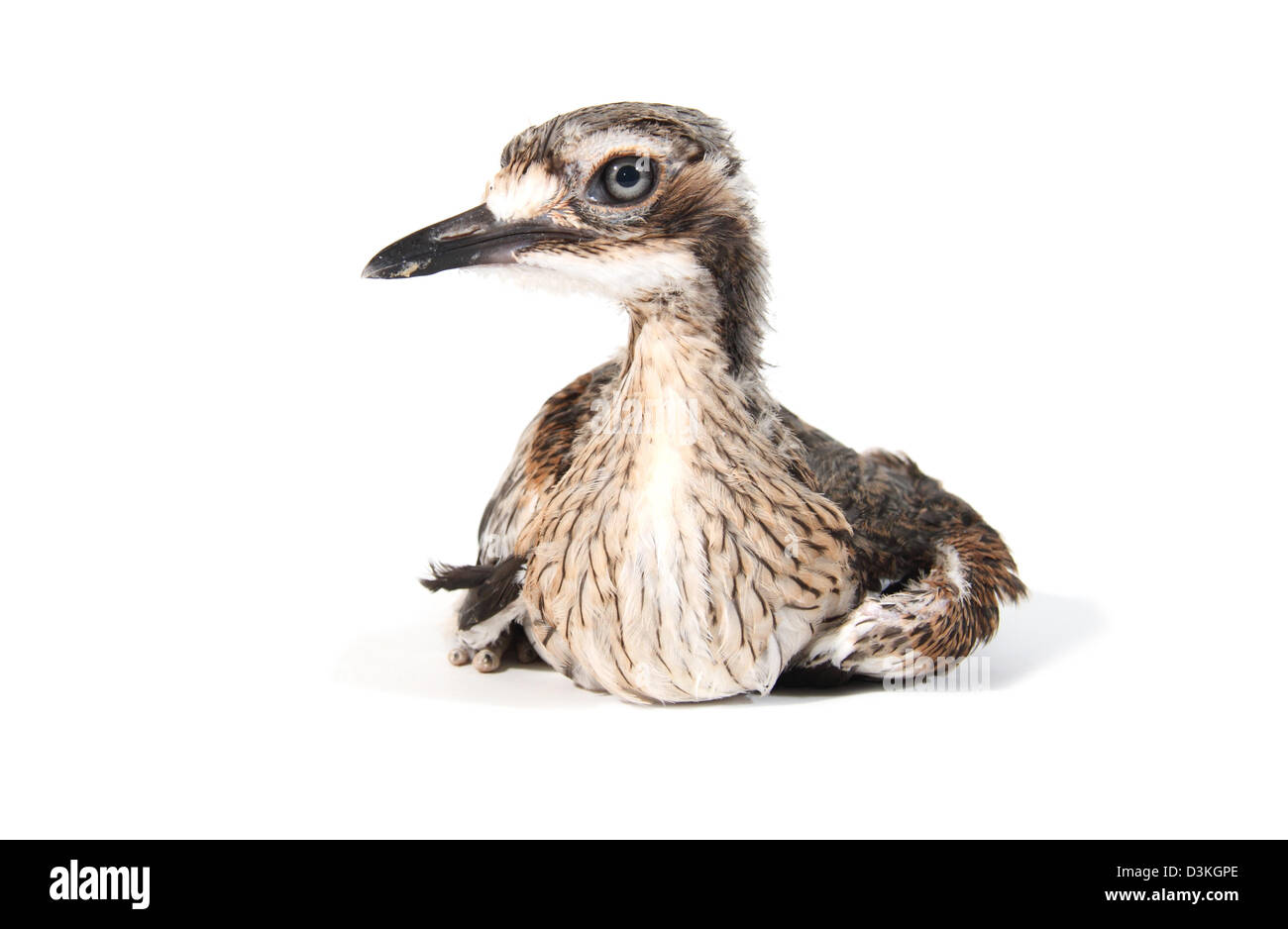 Bush in pietra, curlew burhinus grallarius fotografato in un monolocale adatto per cut-out Foto Stock