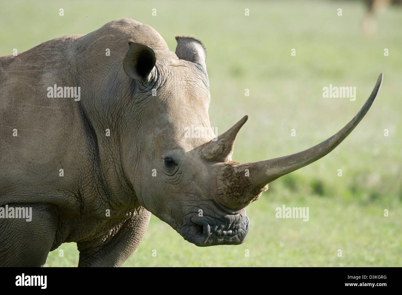 Rinoceronte bianco (Ceratotherium simum), Solio Ranch di gioco, Laikipia, Kenya Foto Stock