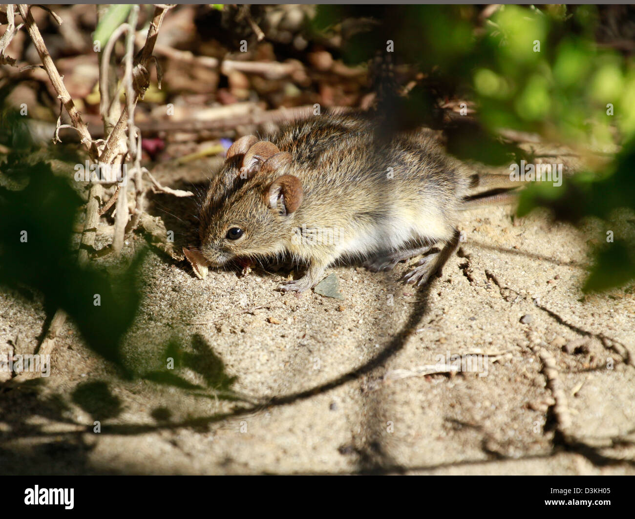 Rhabdomys pumilio (quattro strisce di erba mouse, strisce campo mouse, mouse a strisce) di sottobosco nella Western Cape. Foto Stock