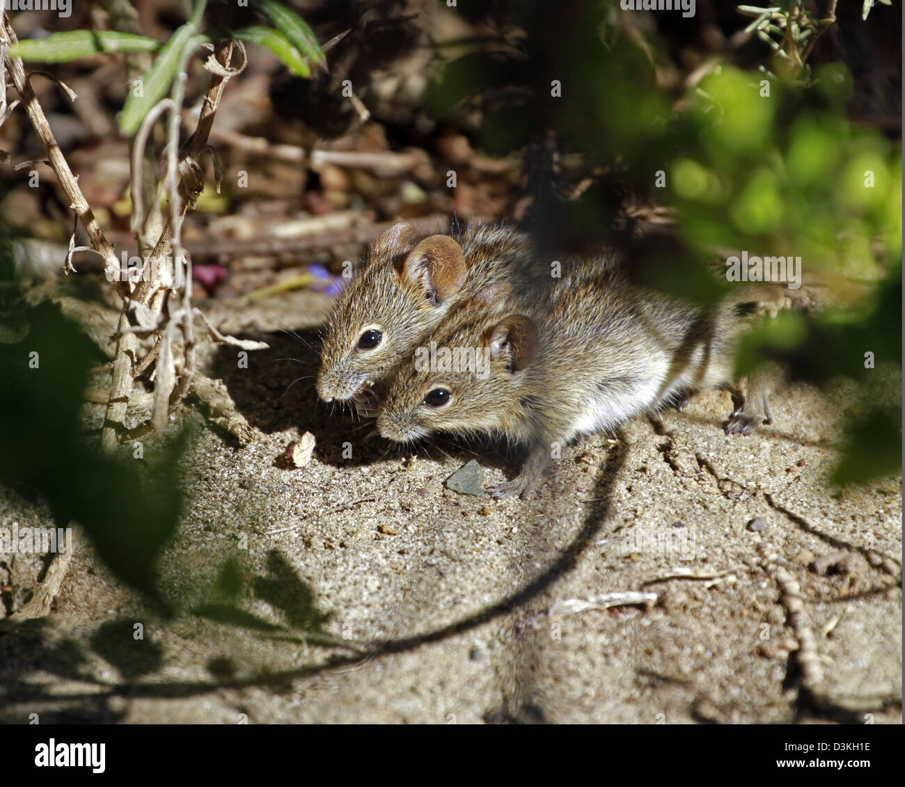 Rhabdomys pumilio (quattro strisce di erba mouse, strisce campo mouse, mouse a strisce) di sottobosco nella Western Cape. Foto Stock