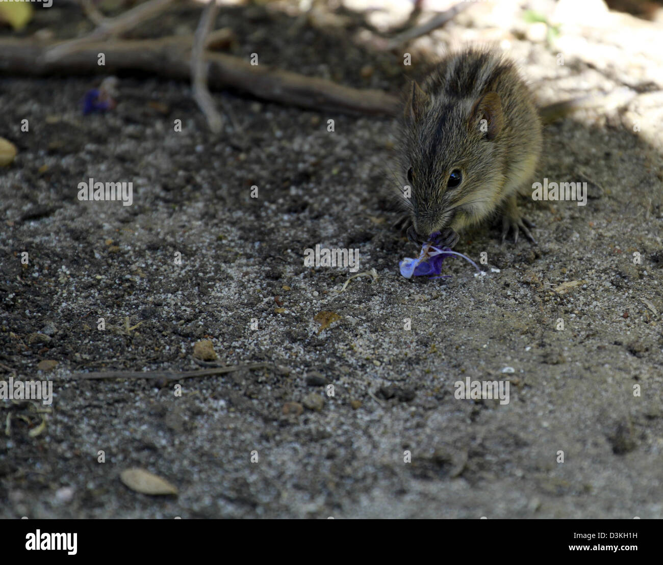 Rhabdomys pumilio (quattro strisce di erba mouse, strisce campo mouse, mouse a strisce) di sottobosco nella Western Cape. Foto Stock