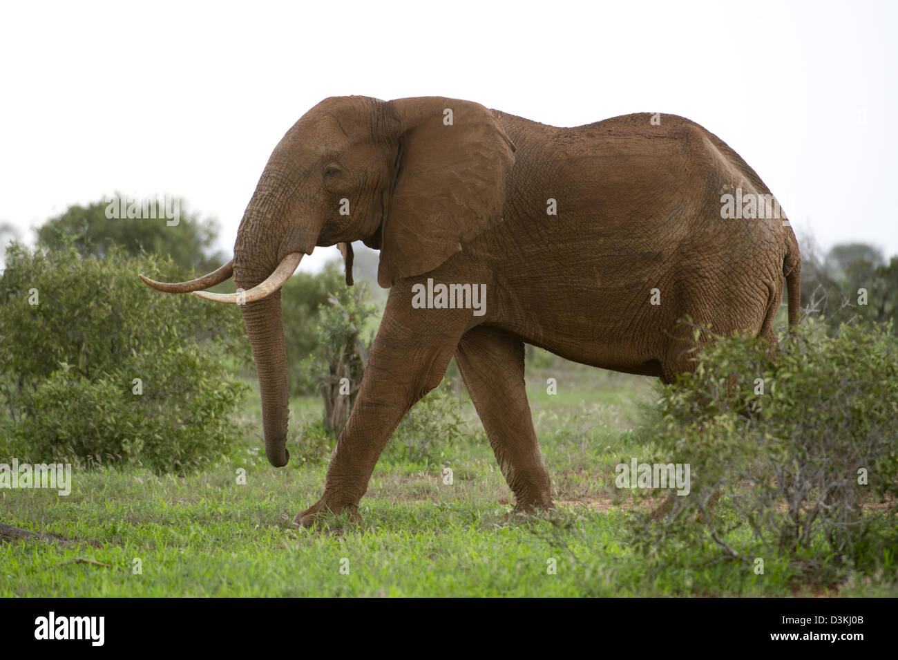 Elefante africano (Loxodonta africana africana), parco nazionale orientale di Tsavo, Kenya Foto Stock