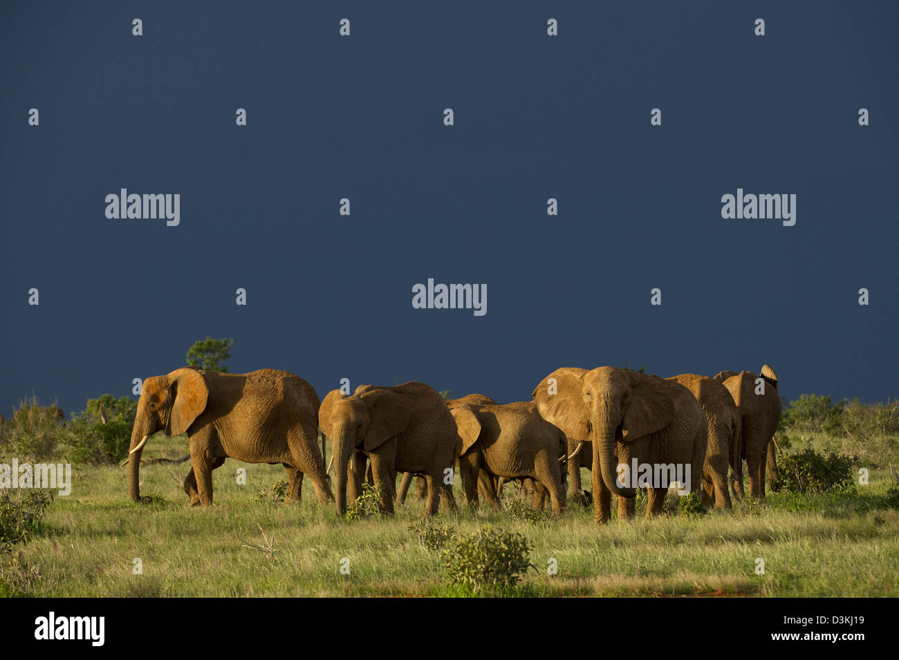 Gli elefanti africani sotto un cielo tempestoso( Loxodonta africana africana), parco nazionale orientale di Tsavo, Kenya Foto Stock