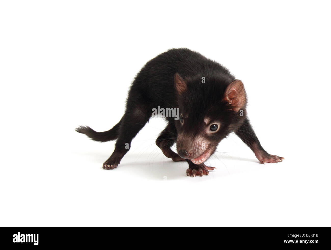 Diavolo della Tasmania capretti Foto Stock