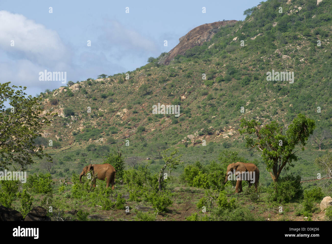Gli elefanti africani ( Loxodonta africana africana), parco nazionale orientale di Tsavo, Kenya Foto Stock
