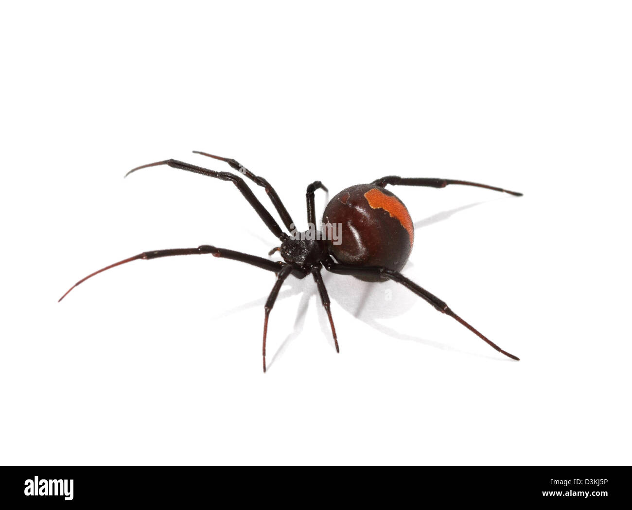 Femmina ragno Redback latrodectus hasselti in studio Foto Stock