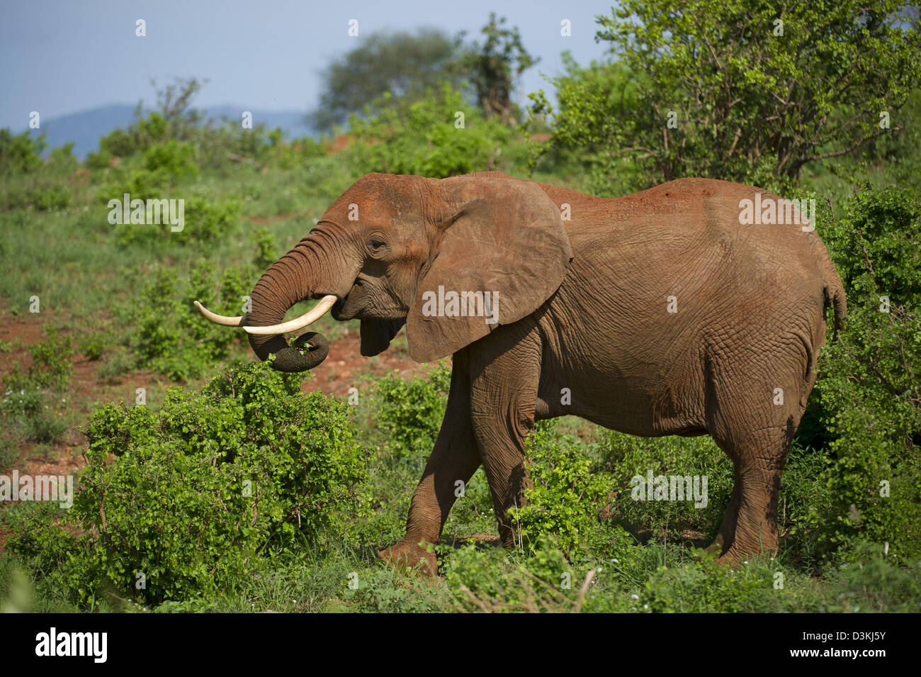 Elefante africano (Loxodonta africana africana), parco nazionale orientale di Tsavo, Kenya Foto Stock