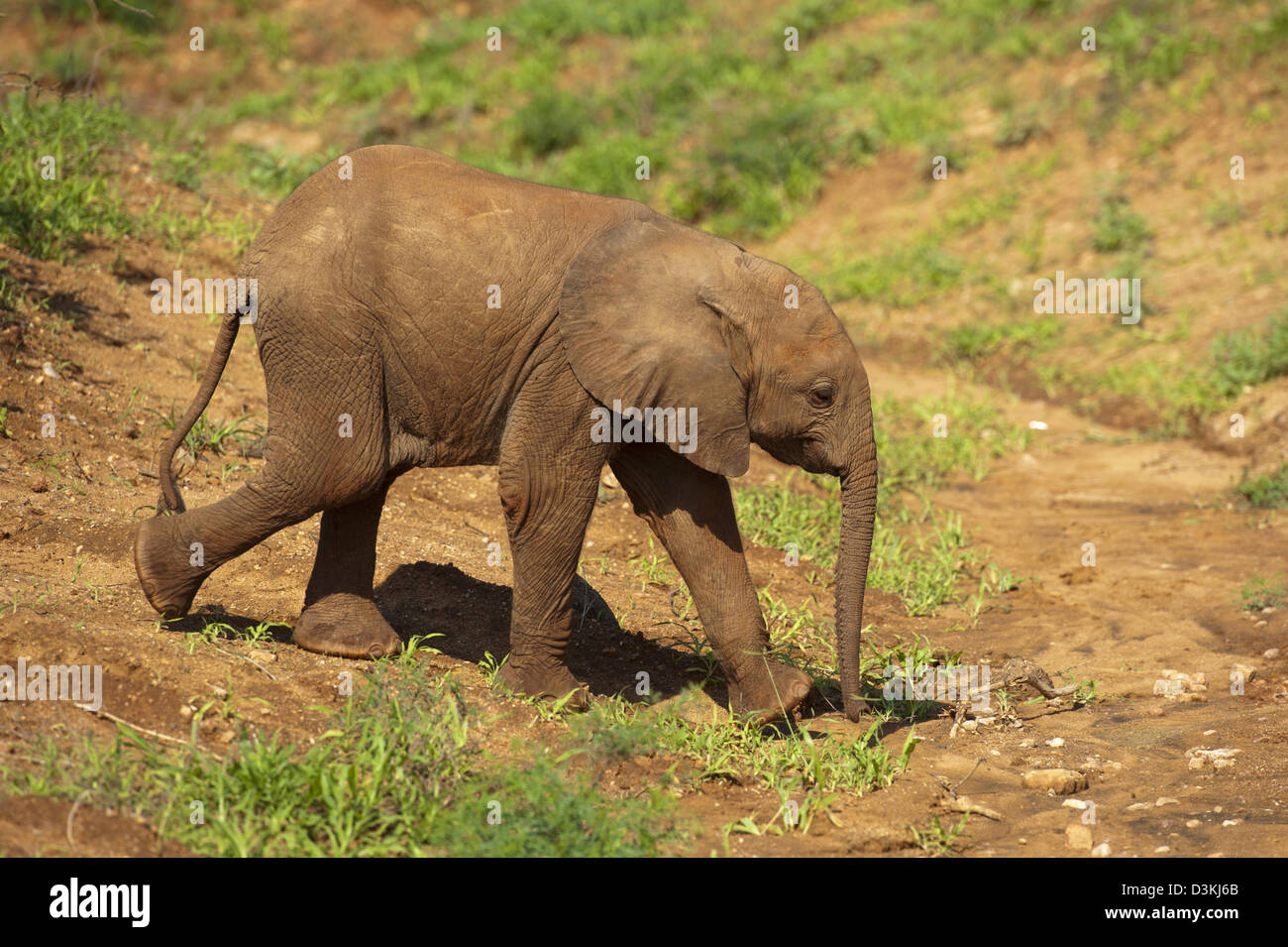 Baby elefante africano (Loxodonta africana africana), parco nazionale orientale di Tsavo, Kenya Foto Stock