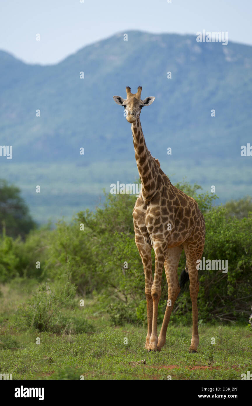 Maasai giraffe (Giraffa camelopardalis tippelskirchi), parco nazionale orientale di Tsavo, Kenya Foto Stock