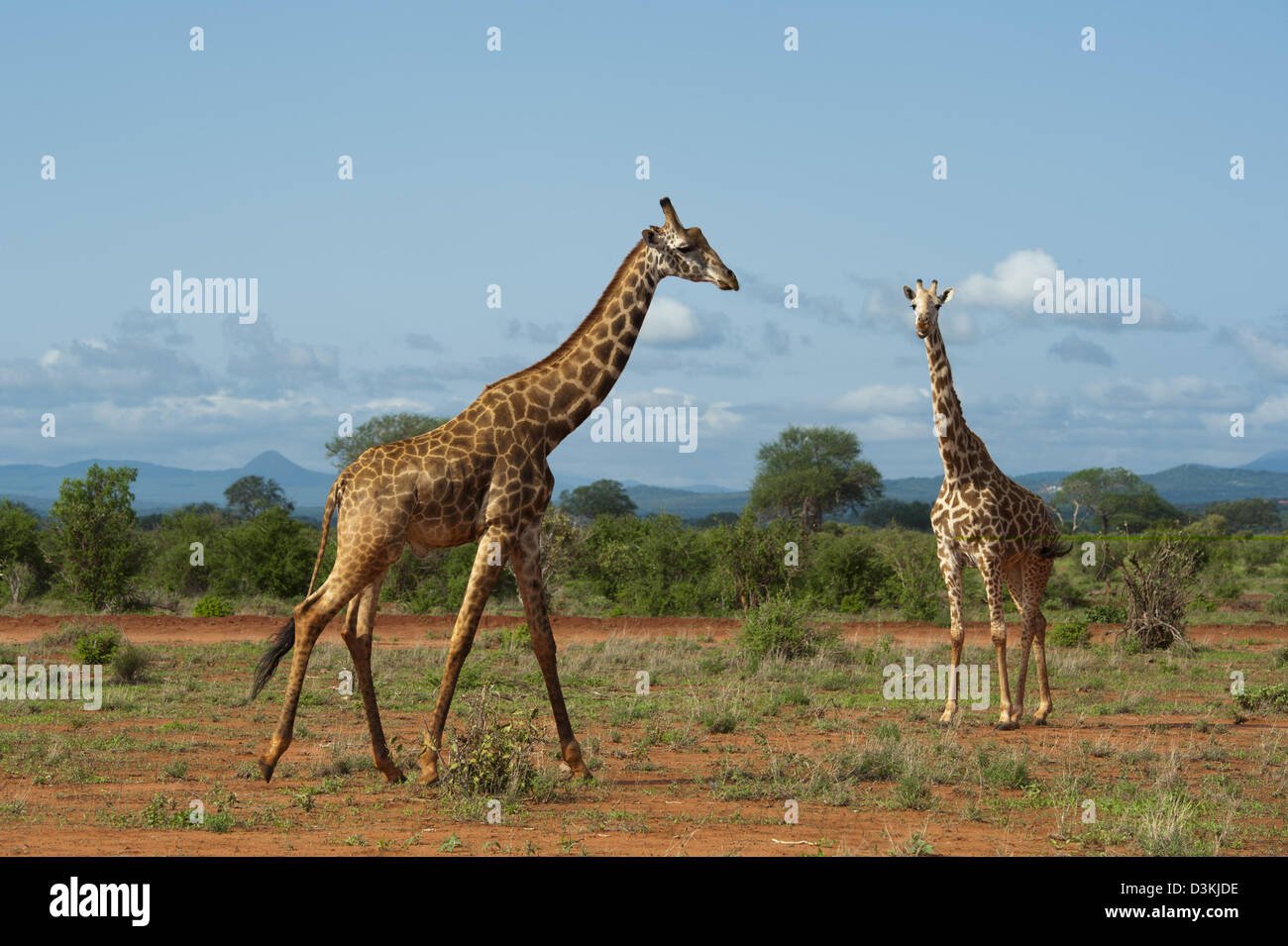 Maasai giraffe (Giraffa camelopardalis tippelskirchi), parco nazionale orientale di Tsavo, Kenya Foto Stock
