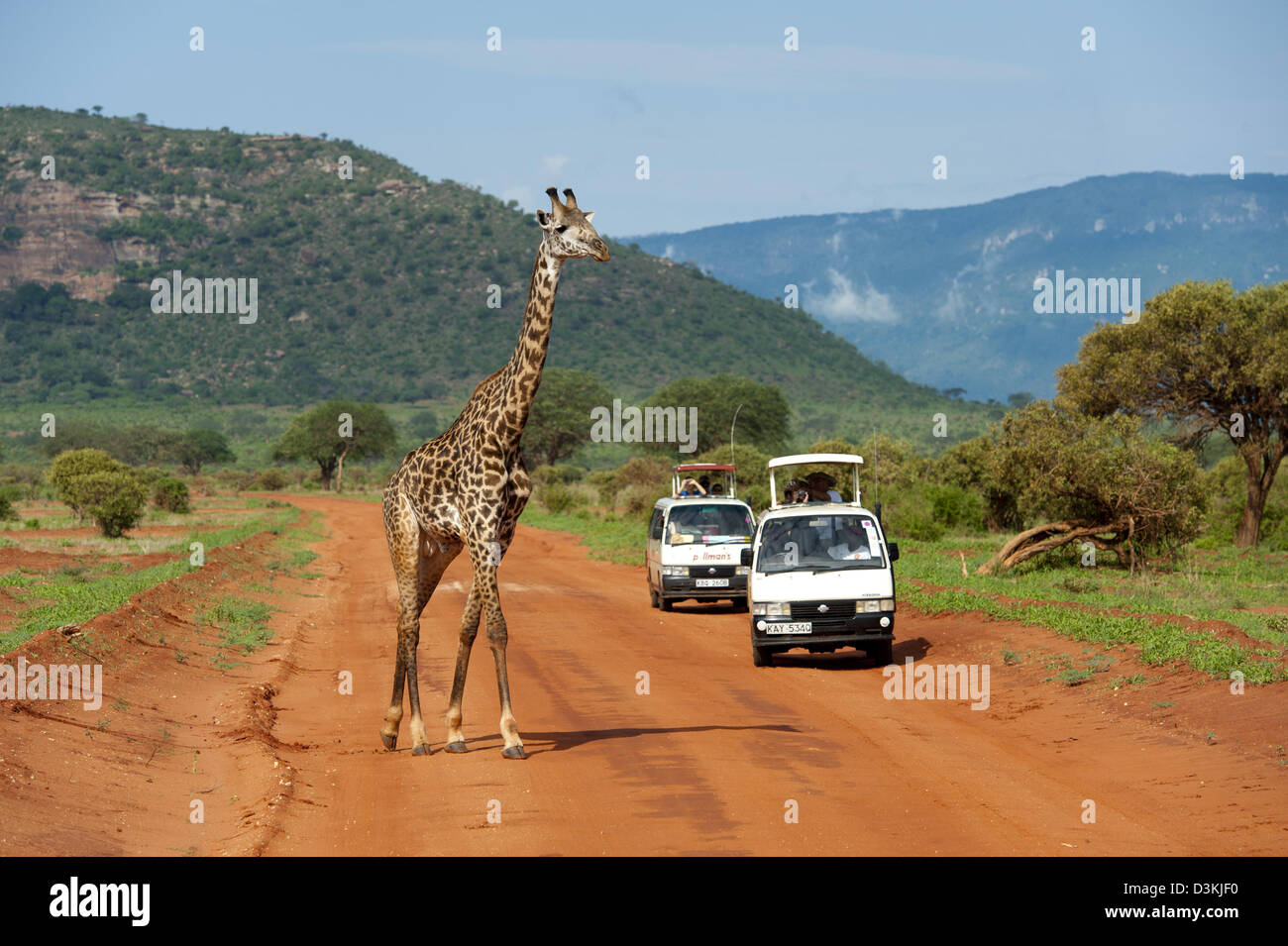 Veicolo turistico e Maasai giraffe (Giraffa camelopardalis tippelskirchi), parco nazionale orientale di Tsavo, Kenya Foto Stock