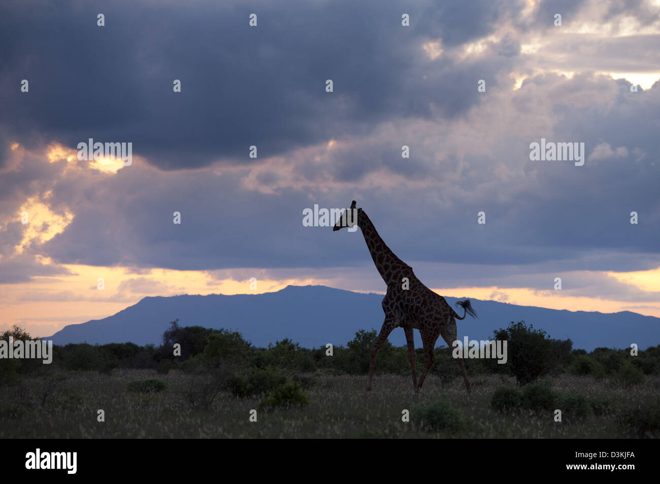 Maasai giraffe (Giraffa camelopardalis tippelskirchi) al tramonto, parco nazionale orientale di Tsavo, Kenya Foto Stock