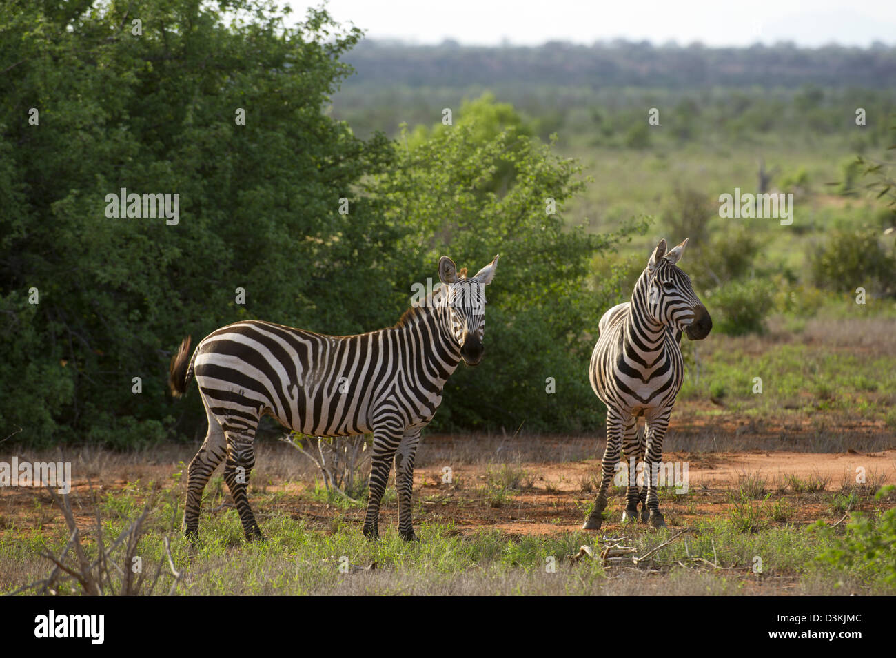 La Burchell zebra (Equus burchellii), parco nazionale orientale di Tsavo, Kenya Foto Stock