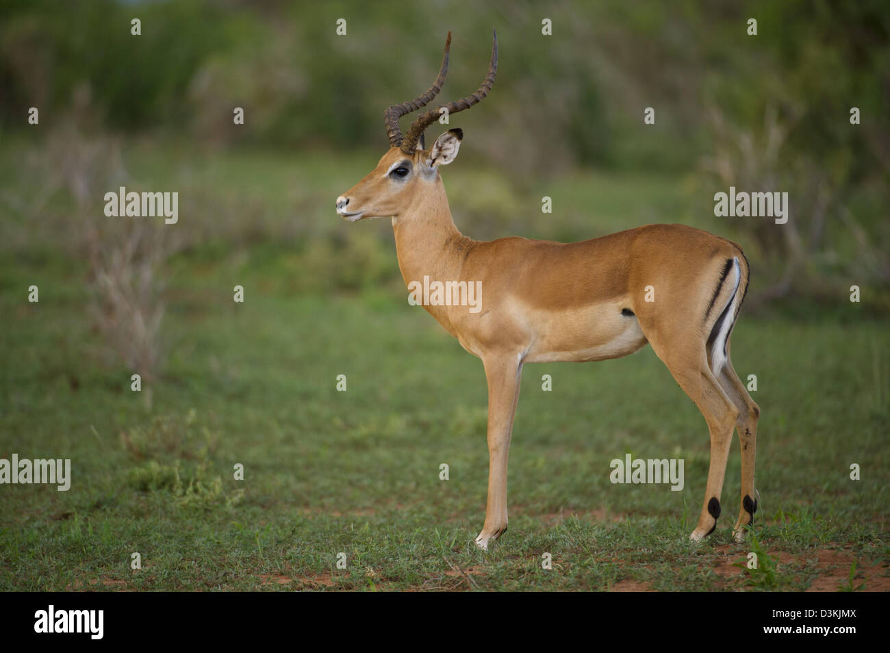 Impala (Aepyceros melampus), parco nazionale orientale di Tsavo, Kenya Foto Stock