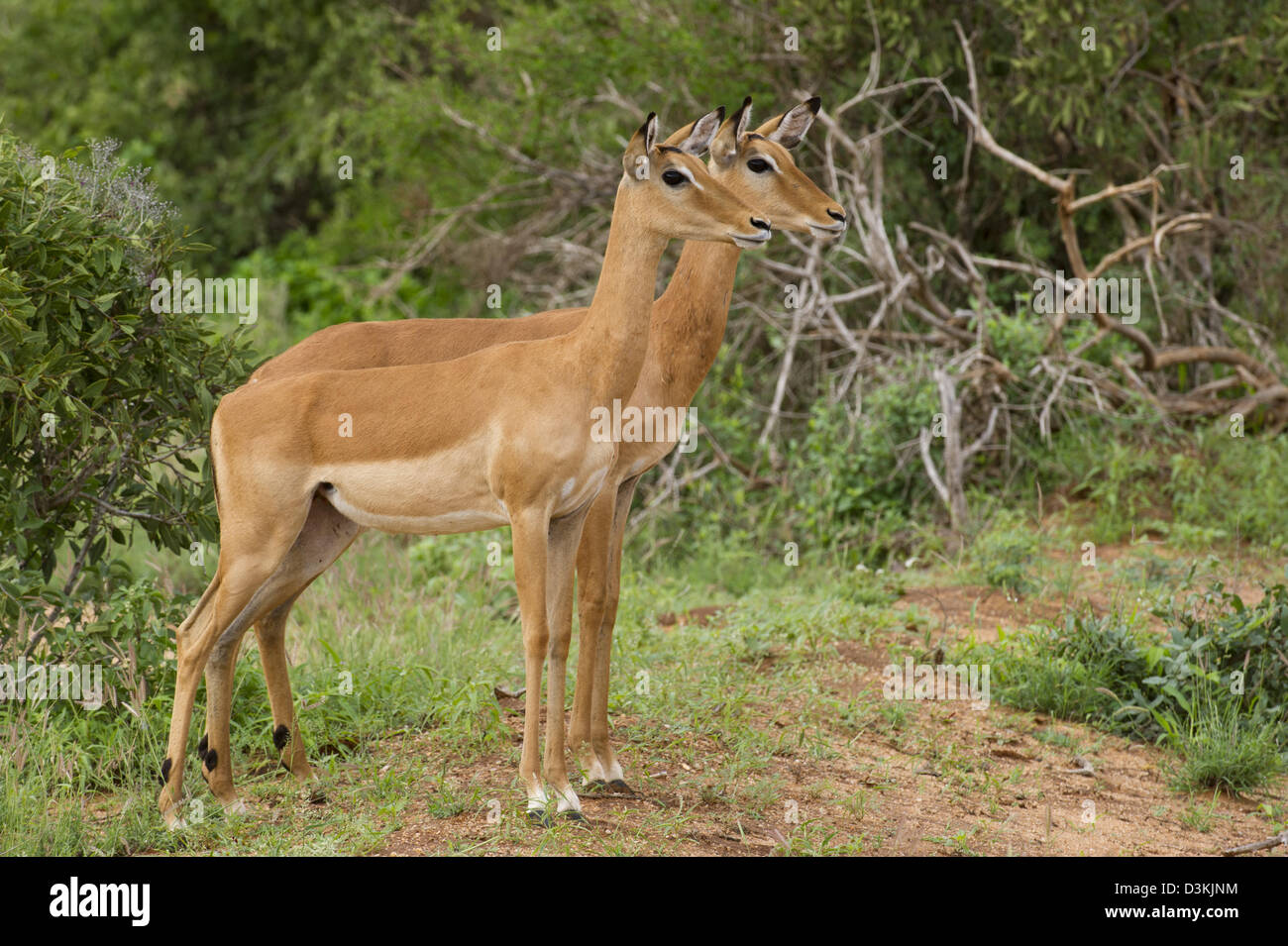 Impala (Aepyceros melampus), parco nazionale orientale di Tsavo, Kenya Foto Stock