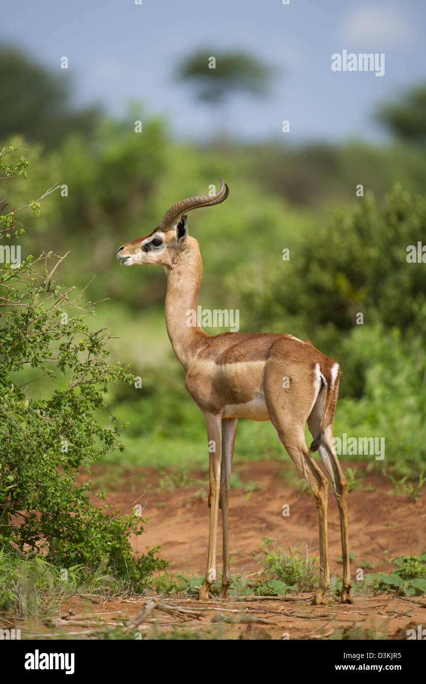 Gerenuk (Litocranius walleri), parco nazionale orientale di Tsavo, Kenya Foto Stock