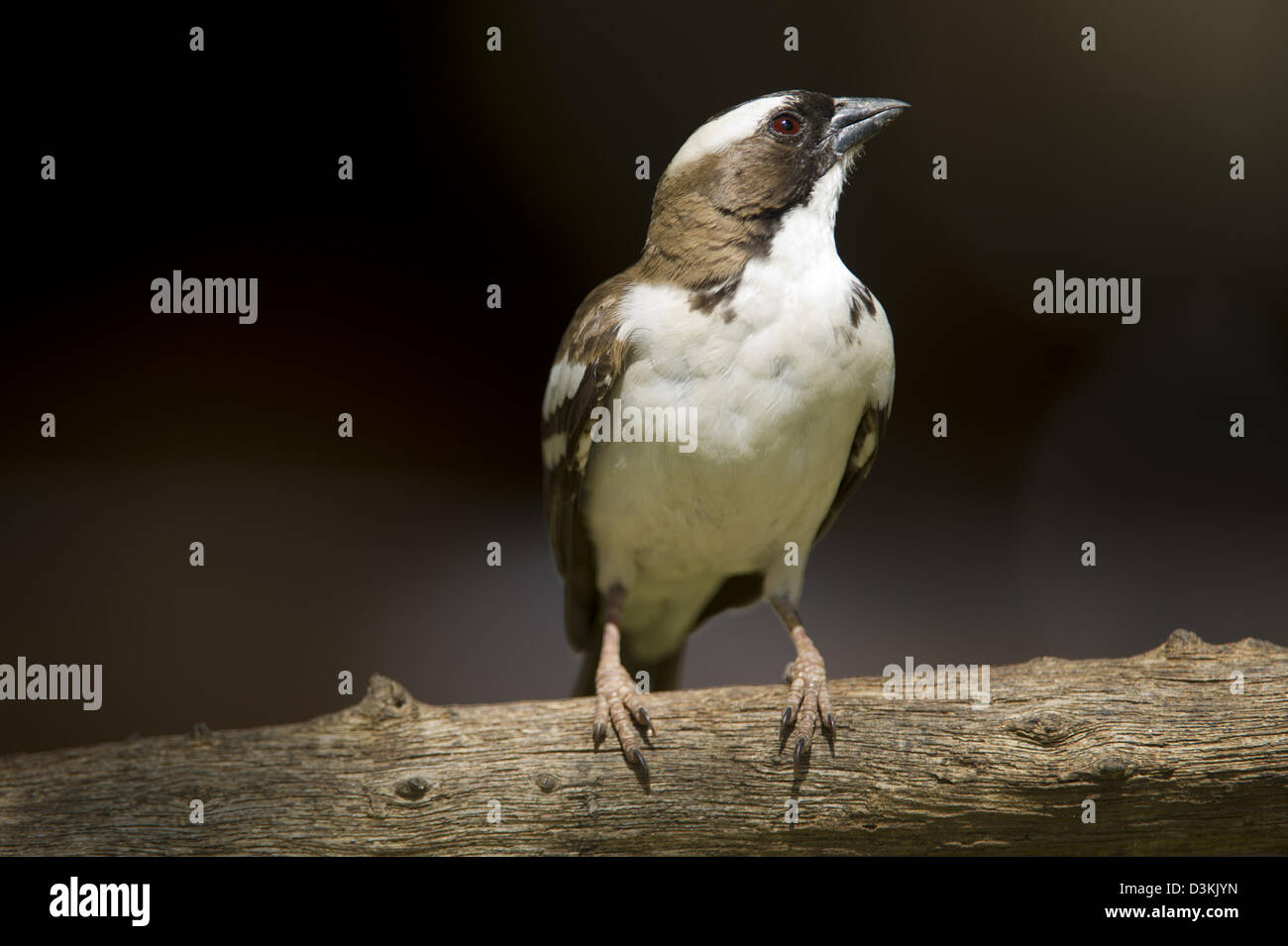 Bianco-browed Sparrow-Weaver, Plocepasser mahali, parco nazionale orientale di Tsavo, Kenya Foto Stock