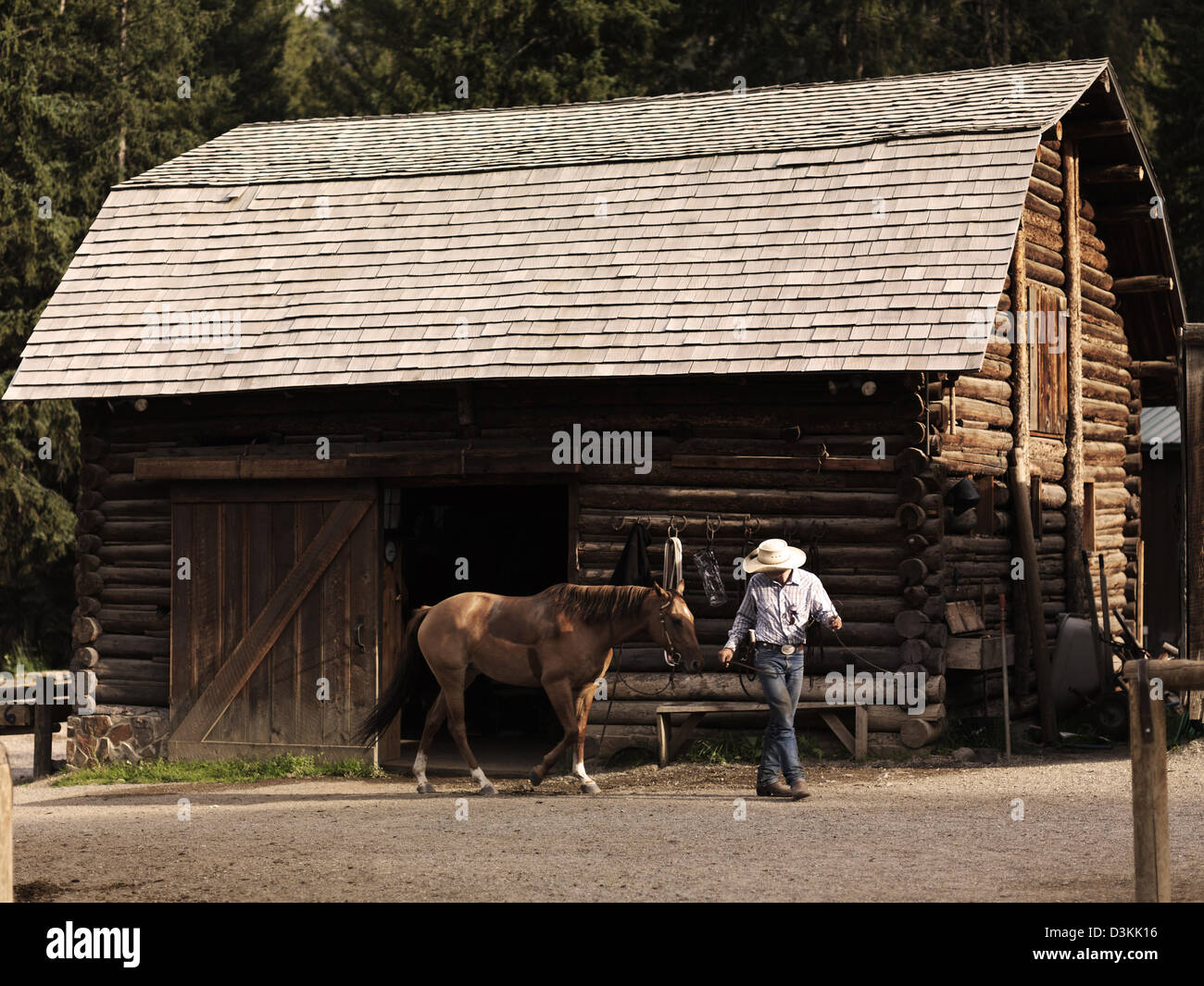 Leader di cowboy a cavallo dal fienile nel Montana, USA Foto Stock