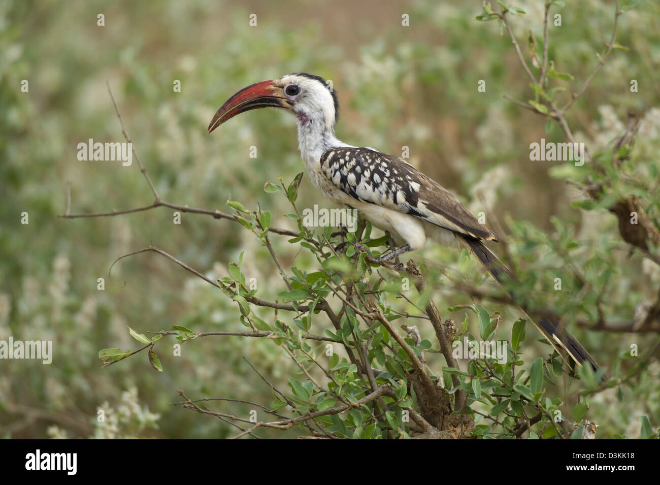 Rosso-fatturati Hornbill (Tockus erythrorhynchus), parco nazionale orientale di Tsavo, Kenya Foto Stock