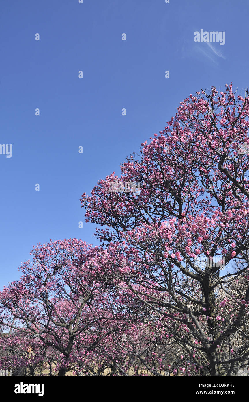 Rosso di prugna alberi e cielo blu Foto Stock