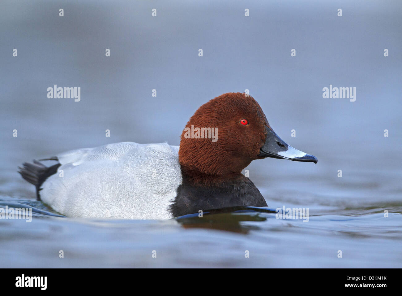 Pochard. Aythya ferina. Francese: Fuligule milouin tedesco: Tafelente spagnolo: Porrón europeo Foto Stock