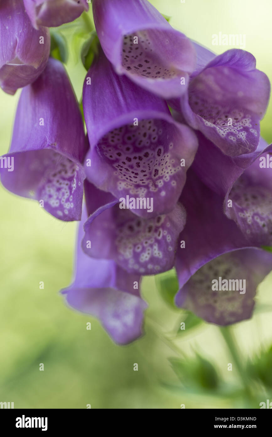 Close up di un viola foxglove Foto Stock