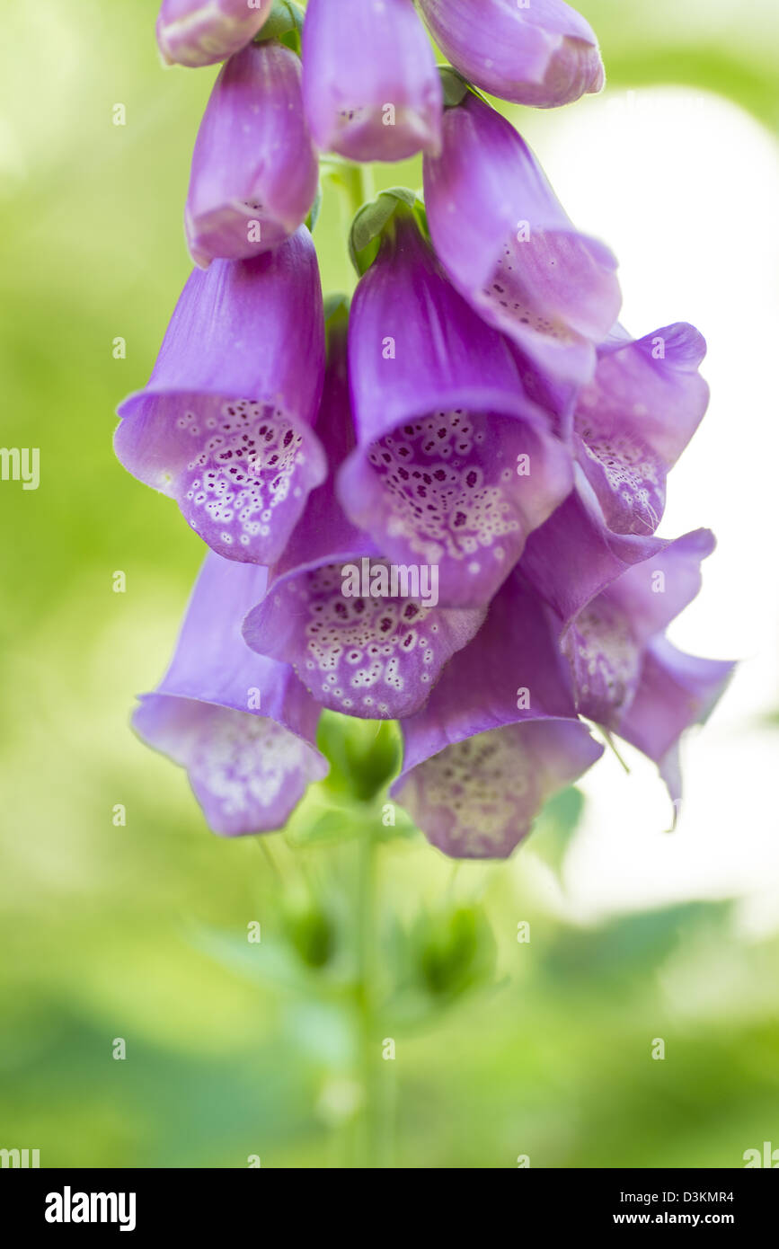 Close up di un viola foxglove Foto Stock
