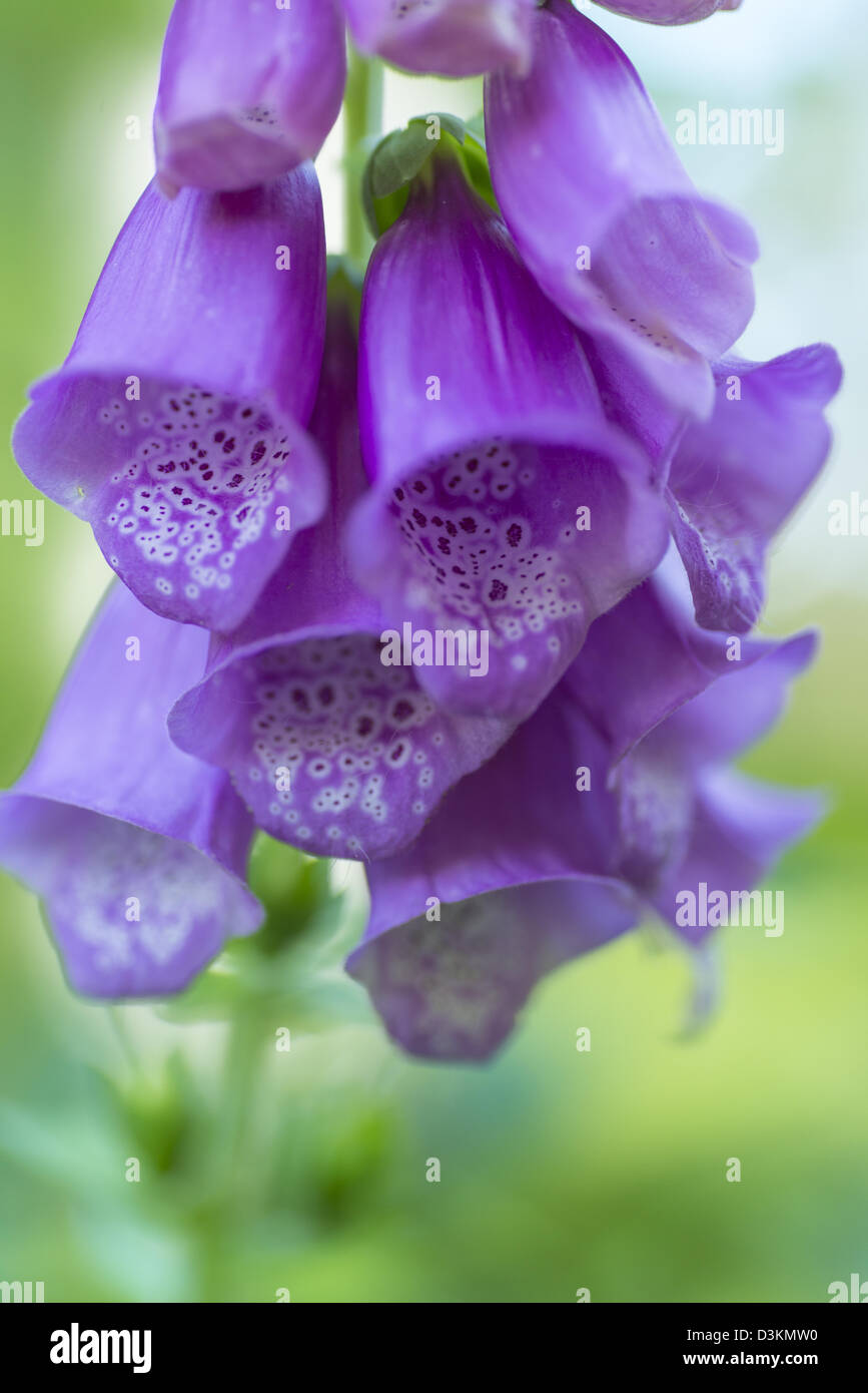 Close up di un viola foxglove Foto Stock