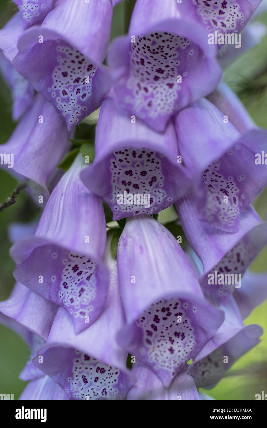 Close up di un viola foxglove Foto Stock