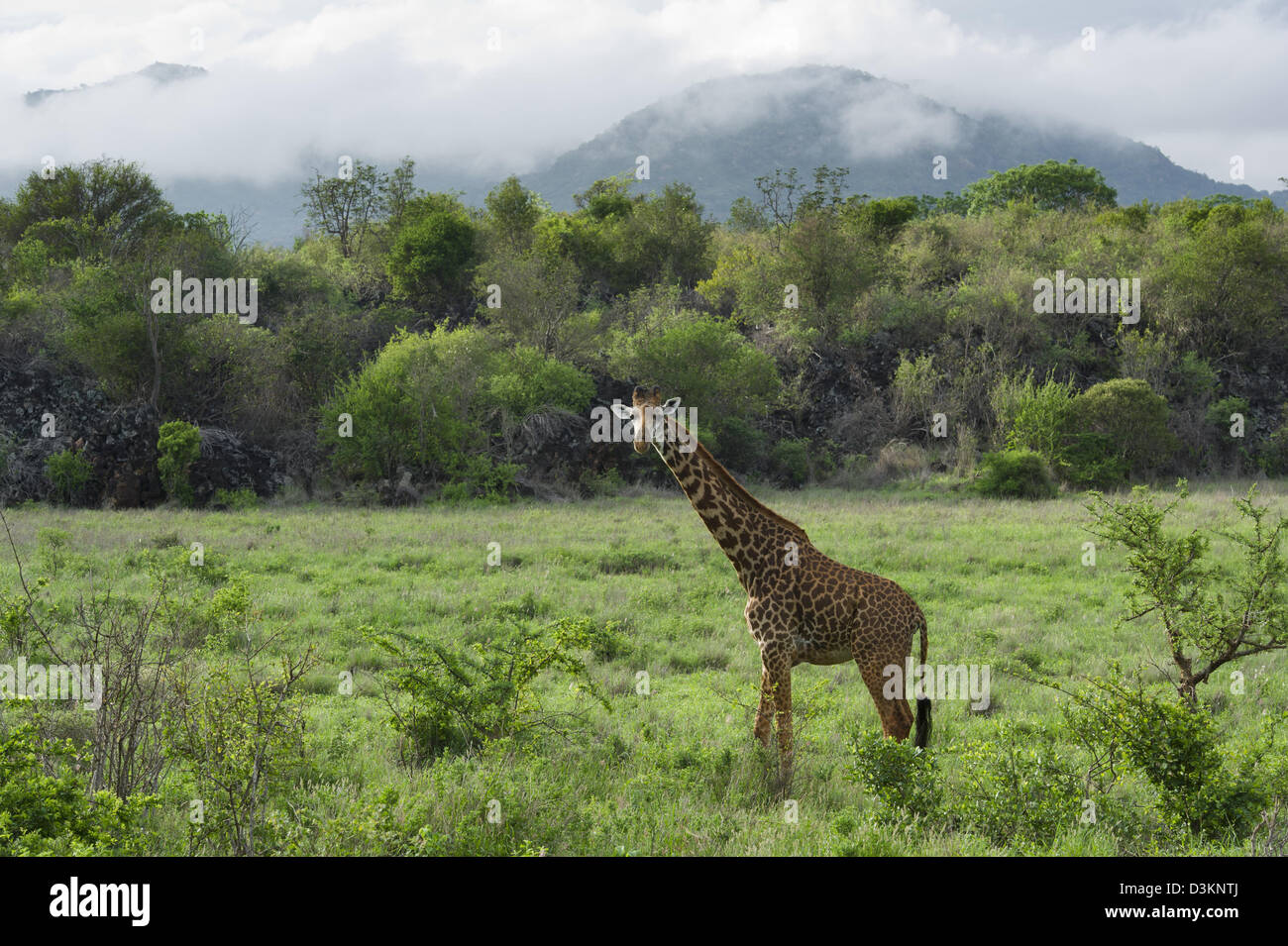 Maasai giraffe (Giraffa camelopardalis tippelskirchi), Tsavo West National Park, Kenya Foto Stock