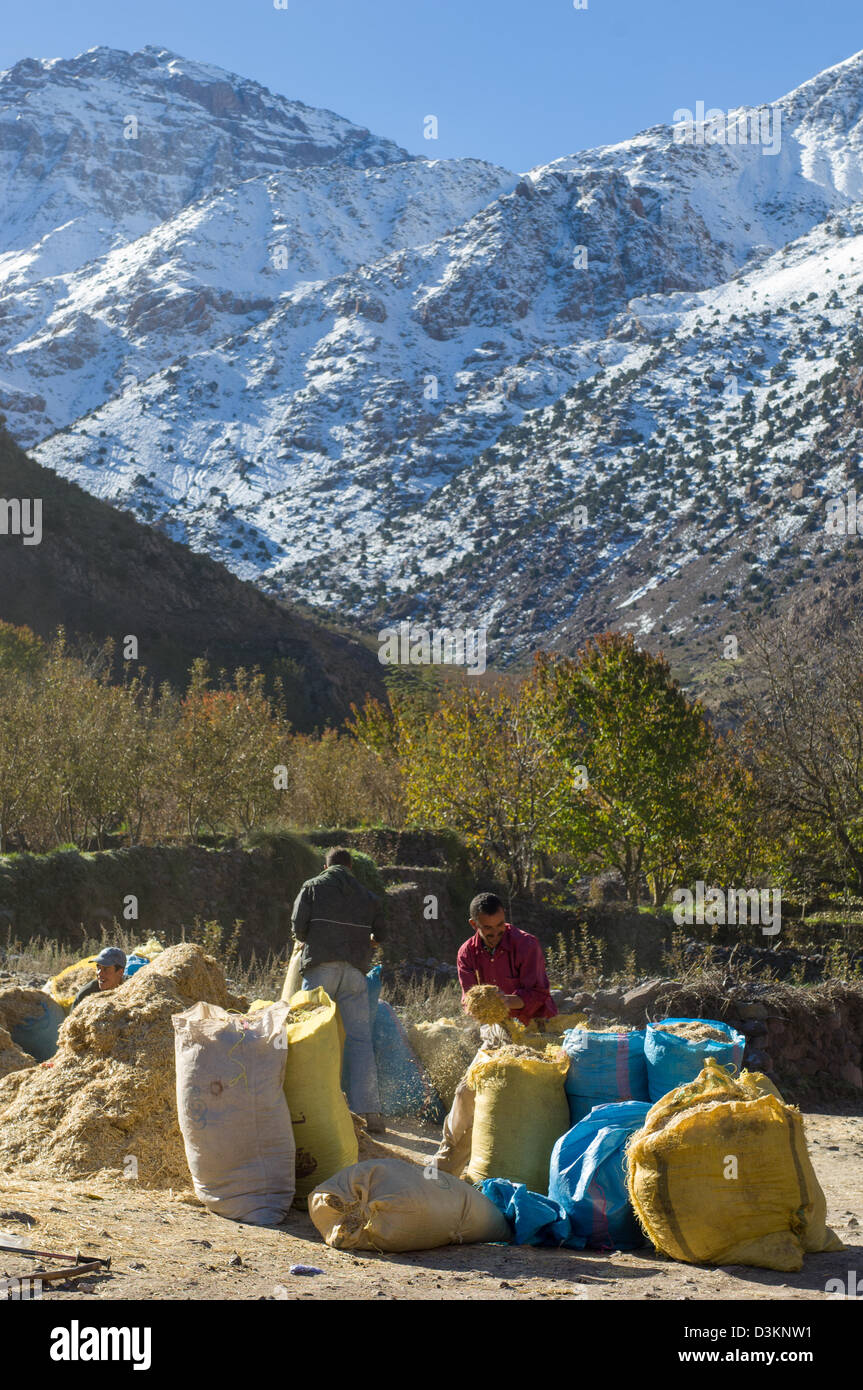 Gli abitanti di un villaggio in sacchi di foraggi in sacchi, con montagne innevate dietro, Aremd Village, vicino a Imlil, Marocco Foto Stock